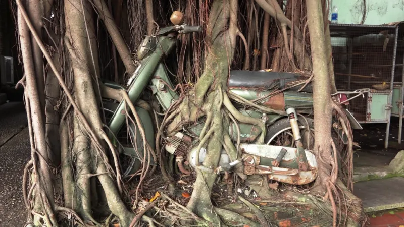 1 cây cổ thụ quấn chặt xe máy hàng chục năm ảnh 2 1 cây cổ thụ quấn chặt xe máy hàng chục năm ảnh 2