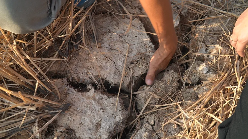 han-man-tien-giang-6