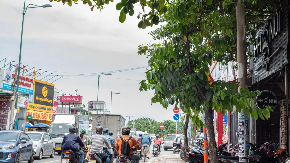 Sở GTVT TP.HCM yêu cầu các đơn vị nhanh chóng mé nhánh cây xanh che khuất báo hiệu giao thông đường bộ. Ảnh: HỮU HƯỚNG.