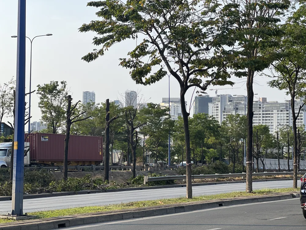 Nhiều cây xanh trên đường Mai Chí Thọ, TP Thủ Đức được cắt cành để tổ chức rào chắn. Ảnh: ĐÀO TRANG.