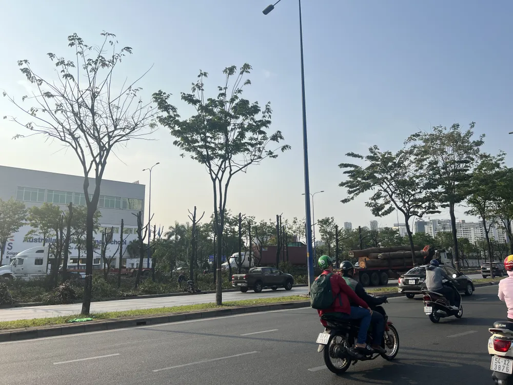 Toàn bộ cây xanh sẽ được mang được đi nuôi dưỡng và trồng vào một số vị trí khác. Ảnh: ĐÀO TRANG.