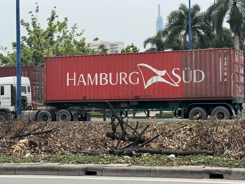 Nhiều cây xanh đang chờ để mang đi nuôi dưỡng. Ảnh: ĐÀO TRANG. Nhiều cây xanh đang chờ để mang đi nuôi dưỡng. Ảnh: ĐÀO TRANG.