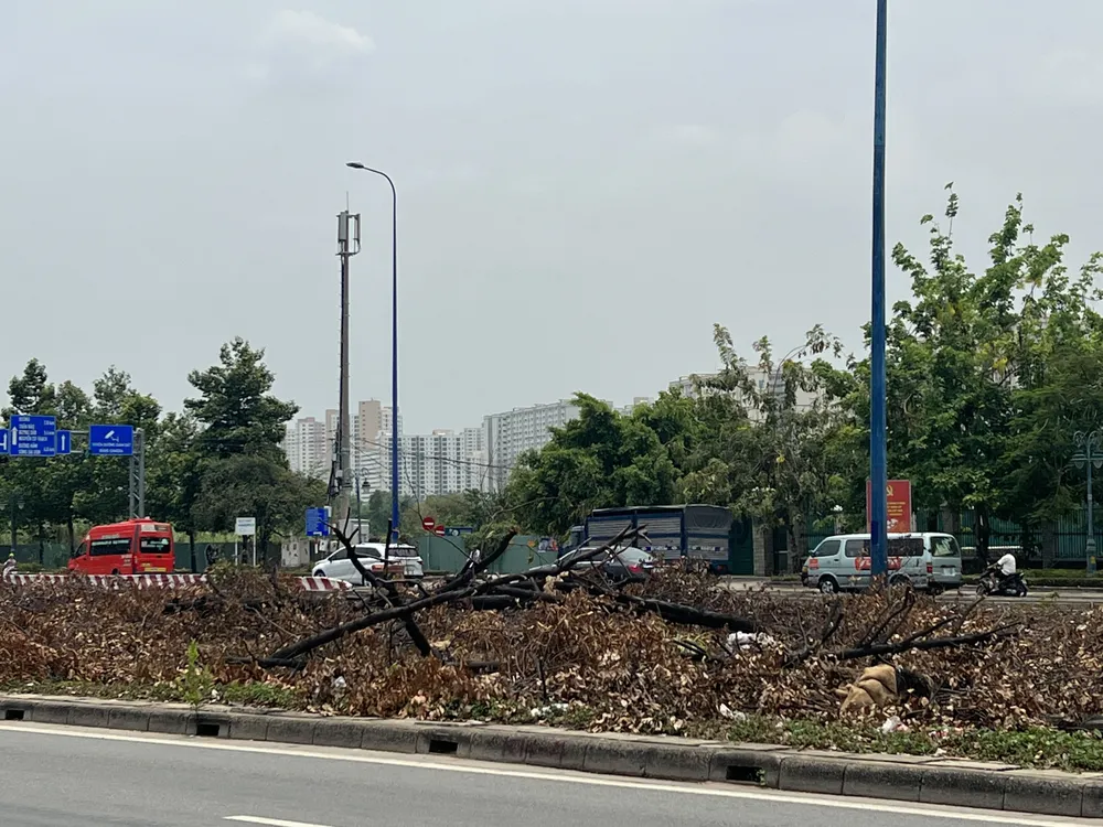 Cây xanh đã được bứng gốc ở khu vực nút giao An Phú, TP Thủ Đức. Ảnh: ĐÀO TRANG Cây xanh đã được bứng gốc ở khu vực nút giao An Phú, TP Thủ Đức. Ảnh: ĐÀO TRANG