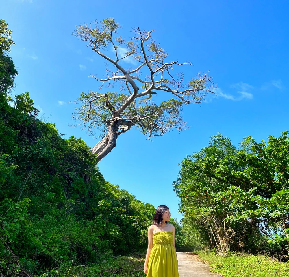 Cây cô đơn trên tuyến đường ven biển cũng là điểm check in không thể bỏ qua. Ảnh: ĐỨC HIỀN