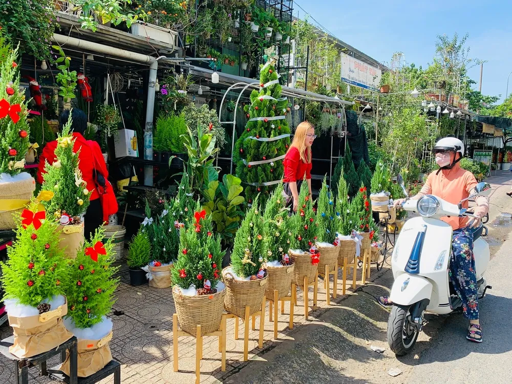 Giá thông tươi tiền triệu, vẫn bán vài nghìn cây mỗi mùa Noel