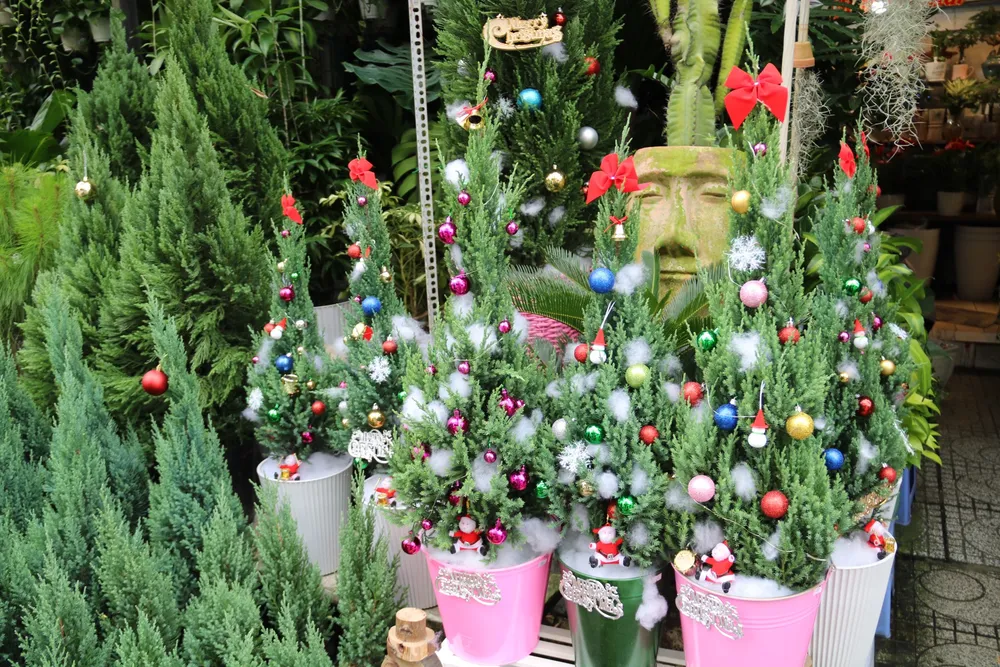 Giá thông tươi tiền triệu, vẫn bán vài nghìn cây mỗi mùa Noel