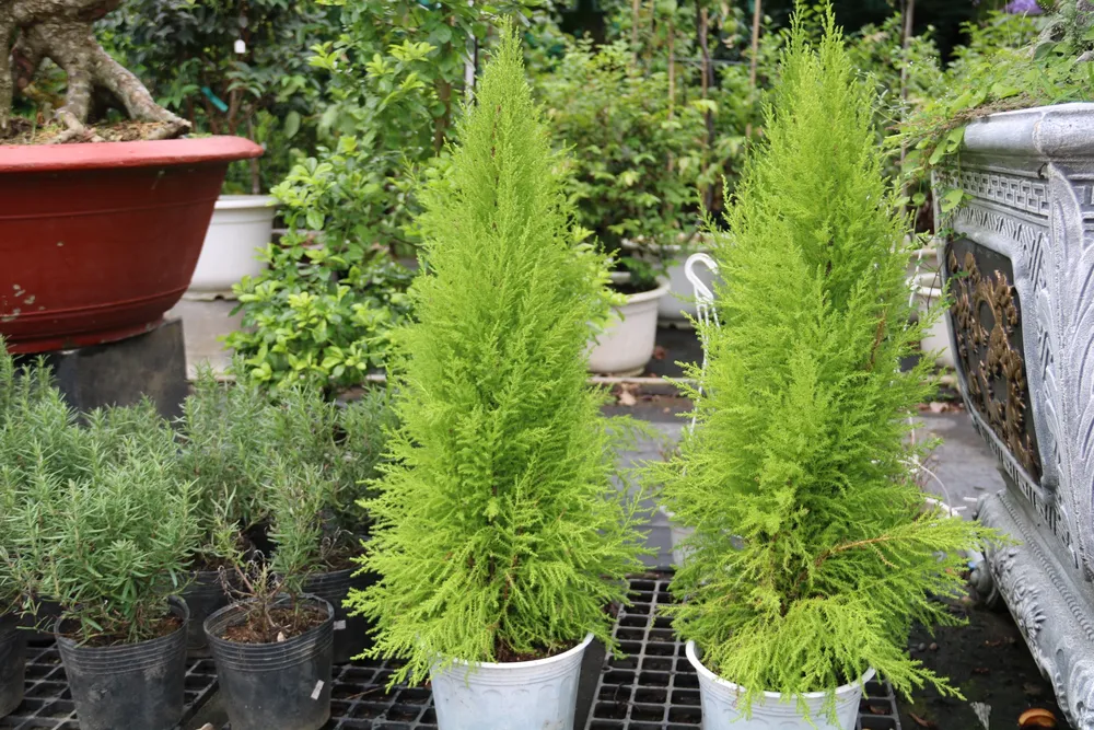 Giá thông tươi tiền triệu, vẫn bán vài nghìn cây mỗi mùa Noel