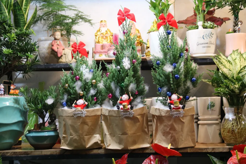 Giá thông tươi tiền triệu, vẫn bán vài nghìn cây mỗi mùa Noel