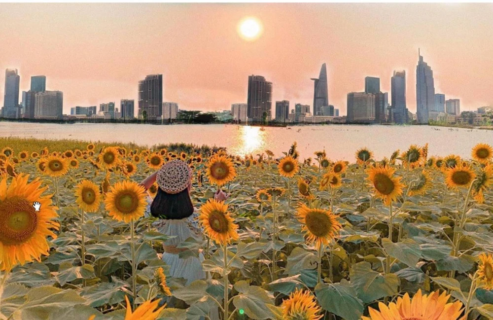 hoa hướng dương