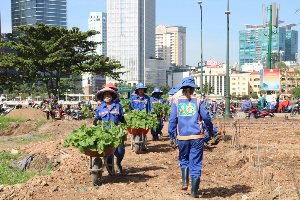 hoa hướng dương