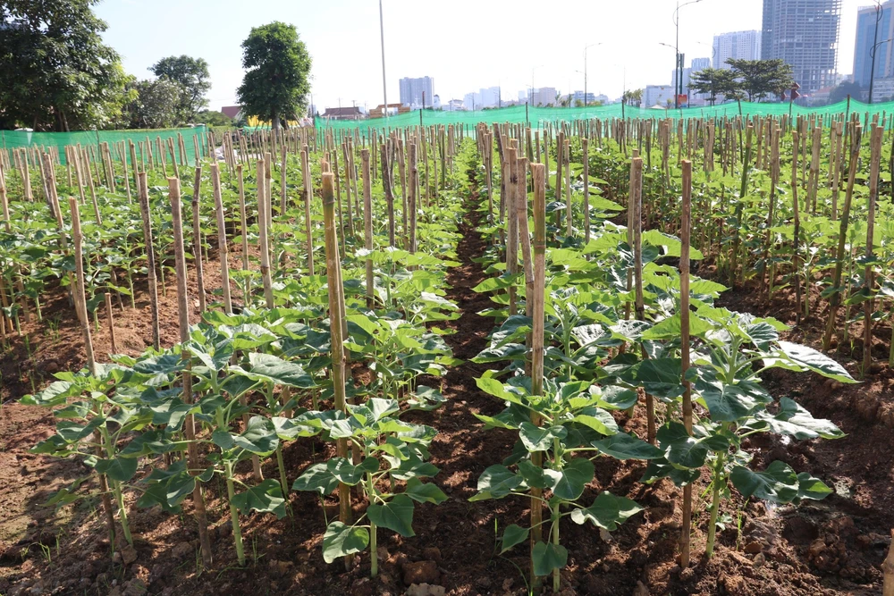 hoa hướng dương