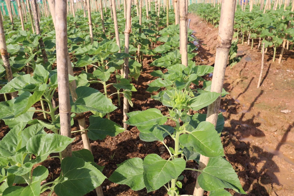 hoa hướng dương