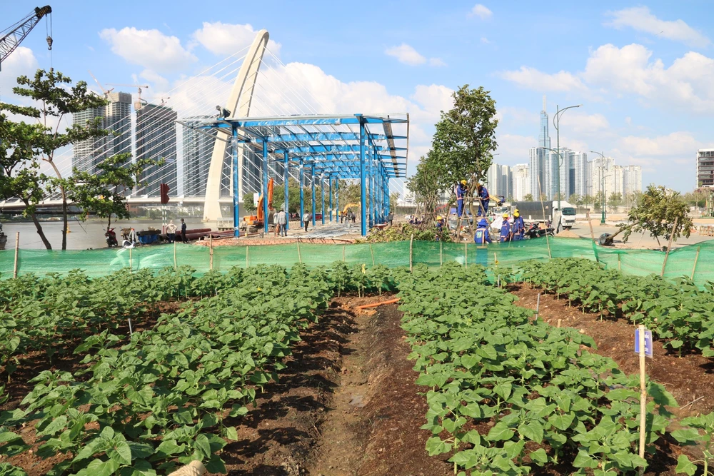 hoa hướng dương