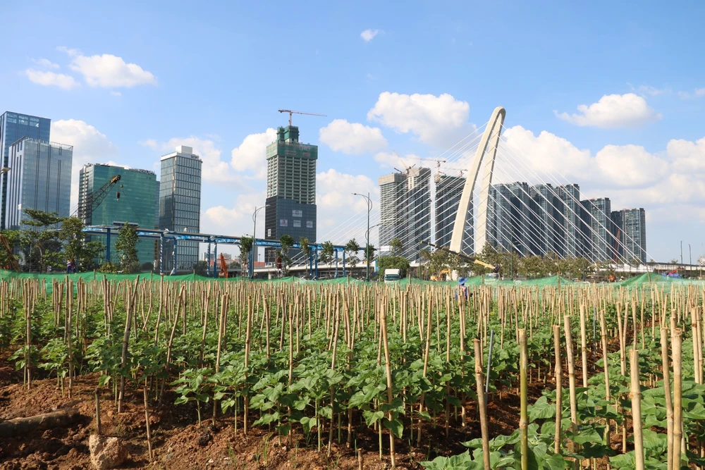 hoa hướng dương