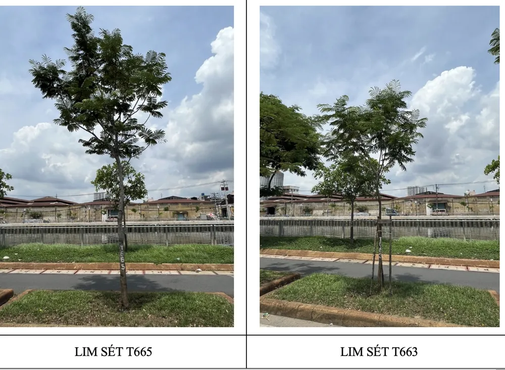 Nhiều cây xanh đã được mang đi trồng lại. Một đoạn đường Võ Văn Kiệt sẽ được sửa chữa, cải tạo dải phân cách giữa hai làn xe máy