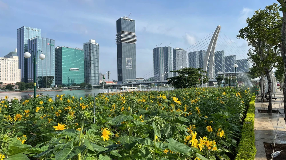 vườn hoa hướng dương