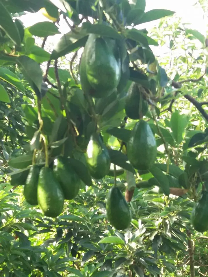 Hy hữu: Kiếm tiền tỉ từ 'cây bơ vàng độc nhất vô nhị' ảnh 1