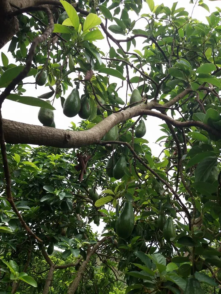 Hy hữu: Kiếm tiền tỉ từ 'cây bơ vàng độc nhất vô nhị' ảnh 2