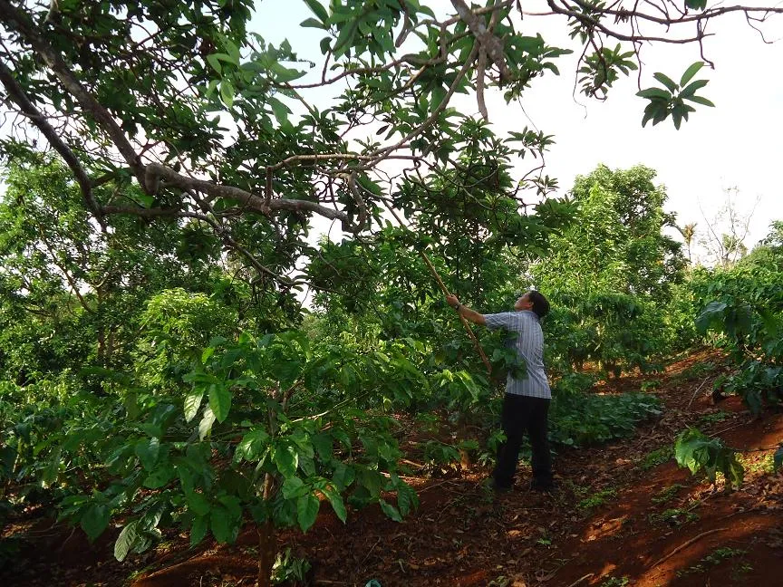 Hy hữu: Kiếm tiền tỉ từ 'cây bơ vàng độc nhất vô nhị' ảnh 3