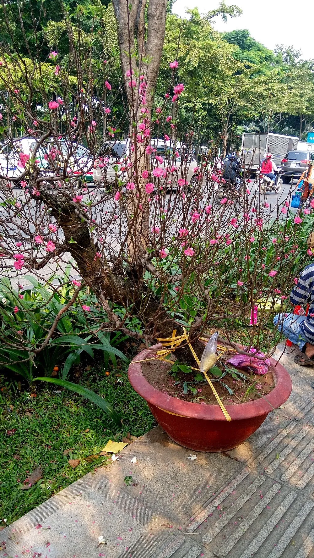 Hoa Tết ba miền thi nhau 'đọ sắc đep' ở TPHCM ảnh 1