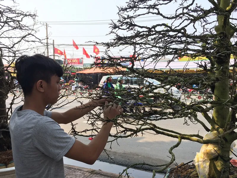 Hoa Tết ba miền thi nhau 'đọ sắc đep' ở TPHCM ảnh 8