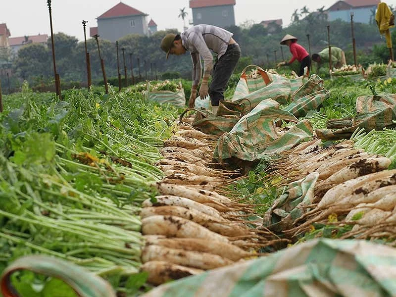 Xin rủ lòng thương giải cứu dưa hấu, được gì? ảnh 1