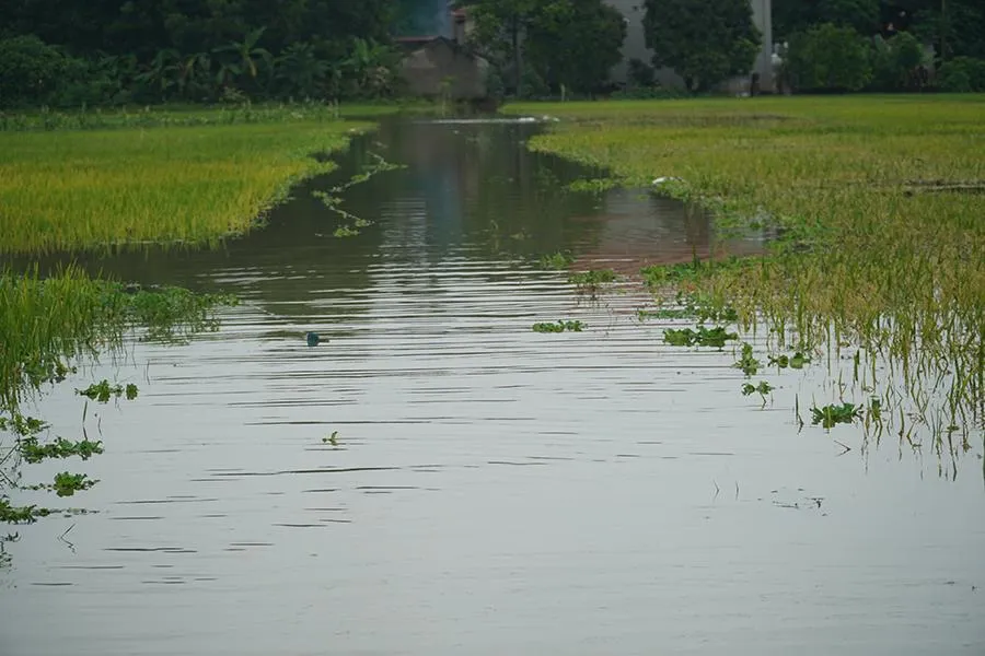 Hình ảnh cánh đồng lúa lóp ngóp trong lũ khiến nhiều người dân lo lắng, xót xa. Nếu nước lũ tiếp tục dâng cao thì mấy tháng người nông dân dầm mưa, dãi nắng có thể tay trắng. Ảnh: ĐẶNG TRUNG
