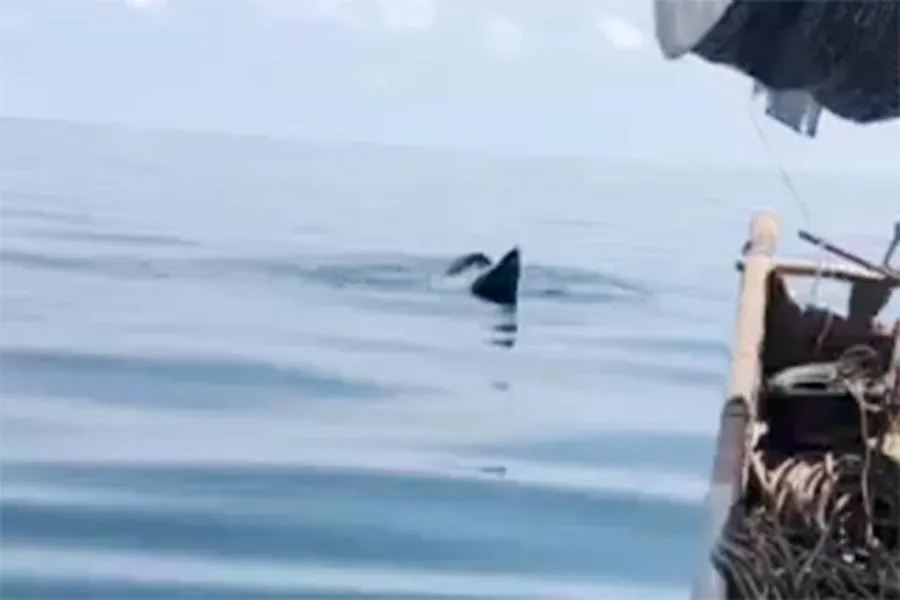 Hình ảnh vây cá voi nổi trên mặt nước.