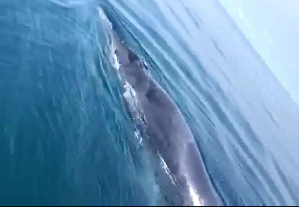 Hình ảnh cá voi xuất hiện trên vùng biển Hoằng Hóa. Ảnh cắt ra từ clip