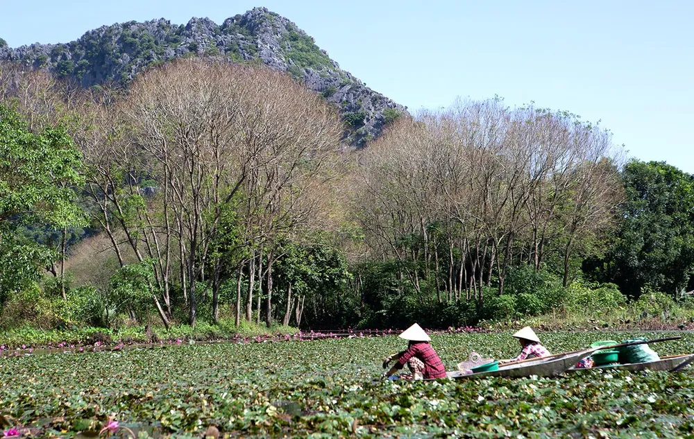 Cây ấu cùng họ với các loài cây sen, cây hoa súng hay cây láng, thích nghi với ao đầm và những chân ruộng có nước quanh năm. Ảnh: ĐẶNG TRUNG