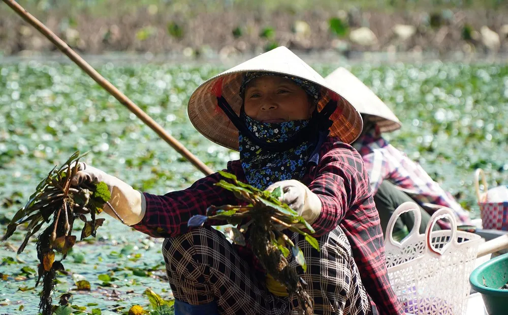 Những cây ấu được người dân vớt lên lấy củ rồi thả lại để sang năm tiếp tục thu hoạch. Ảnh: ĐẶNG TRUNG