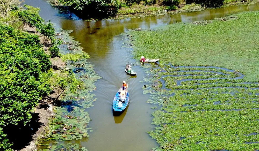Mùa thu hoạch củ ấu cũng là thời điểm mùa thay lá, mùa hoa súng bung nở tím lịm cả dòng kênh Ấu. Ảnh: ĐẶNG TRUNG