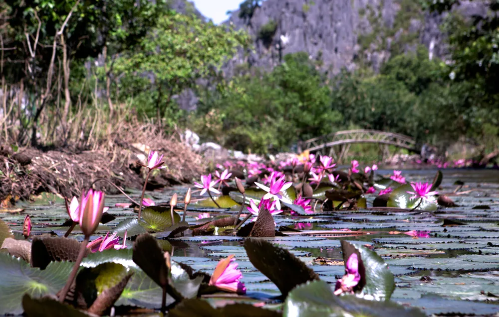 Bên dòng suối Ấu là màu hoa súng tím lịm đẹp tựa thiên đường tiên cảnh của xứ Thanh. Ảnh: ĐẶNG TRUNG