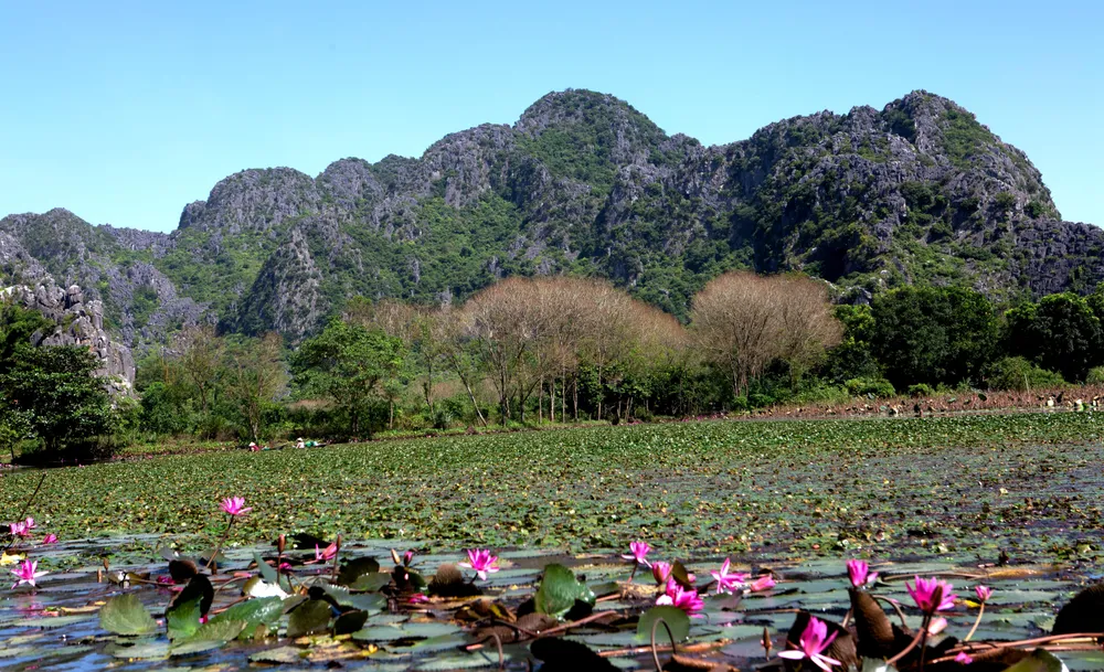 Những cánh rừng mùa thay lá bên dòng suối Ấu với hoa súng trải dài tím lịm hai bên dòng sông. Ảnh: ĐẶNG TRUNG