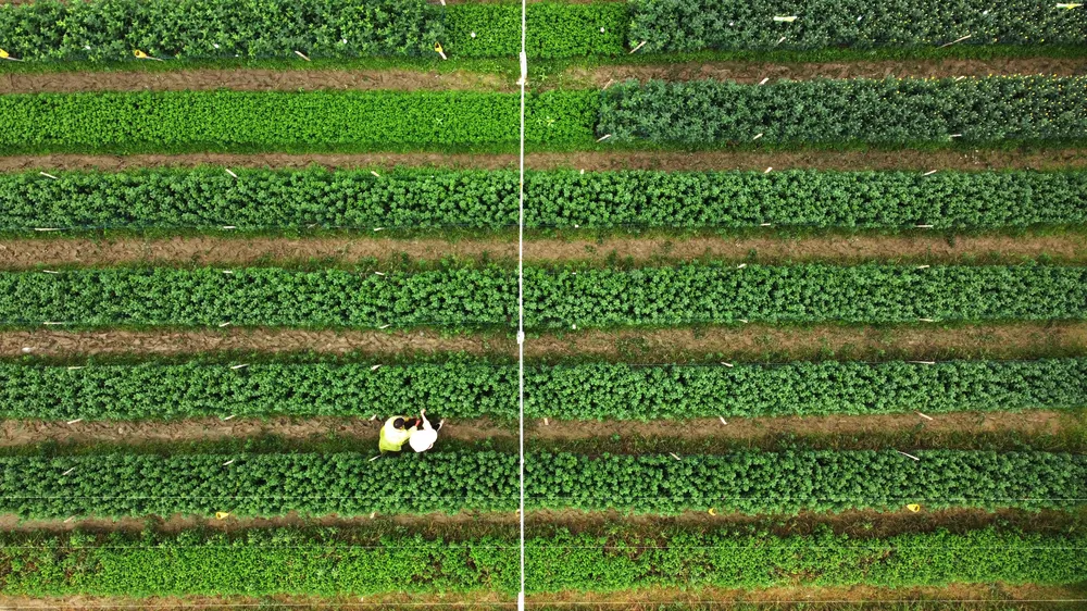 Ở đó, những người nông dân đang ngày đêm chăm sóc tỉ mỉ, cẩn thận cho những bông cúc, hồng, đồng tiền...với hi vọng một mùa bội thu.