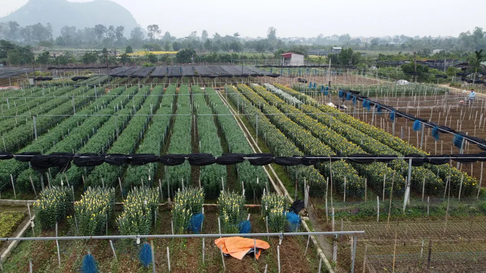 &quot;Trừ mọi chi phí gia đình anh cũng thu về được khoảng 100 triệu đồng&quot; - anh Quân cho biết thêm.