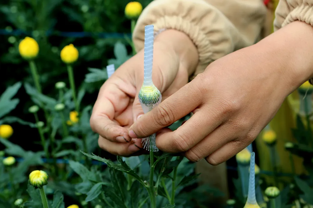 Và những ngày đầu tháng 12 cũng là dịp bận rộn nhất