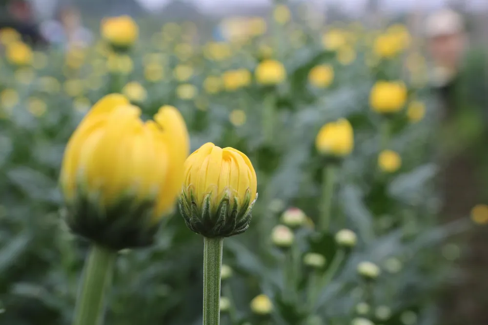 Cứ vào dịp tết hàng, năm gia đình anh lại chủ yếu tập trung vào trồng các loại hoa cúc như đại đóa, pha lê vàng...