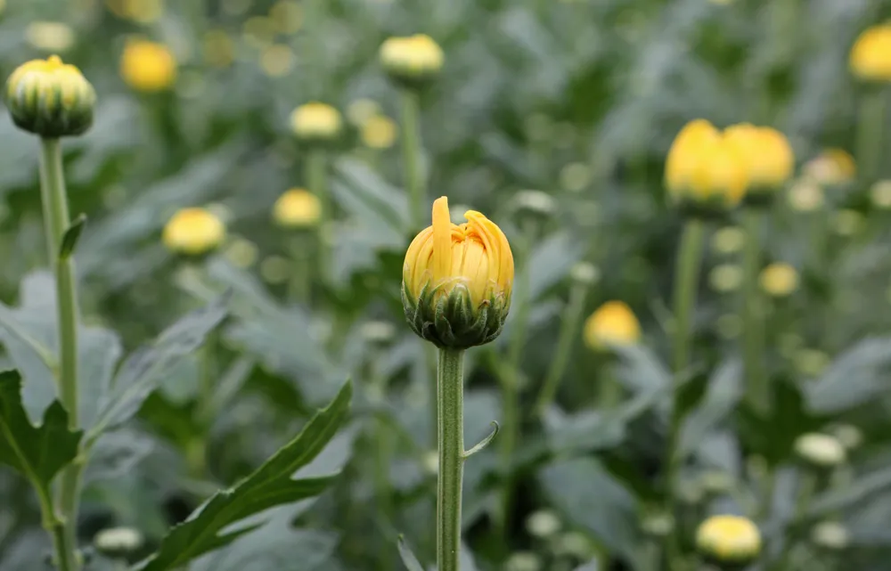 Với diện tích trồng hoa như nhà anh Quân, với giá bán như mọi năm giao động từ 2.000 đến 3.000 ngàn đồng/ cây.