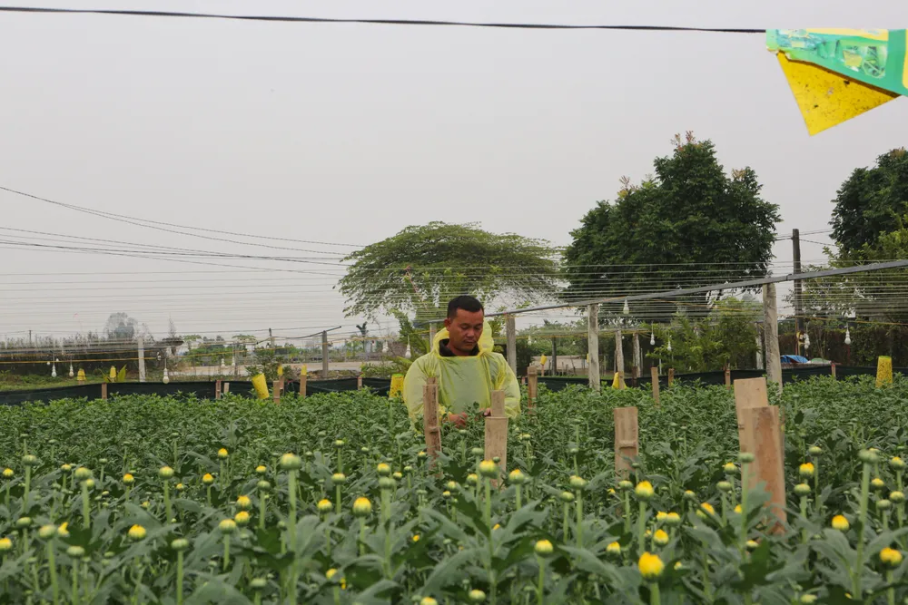 Anh Lê Văn Quân (người làng hoa Đông Cương) cho biết gia đình anh trồng hoa với tổng diện tích hơn 0,5 ha.