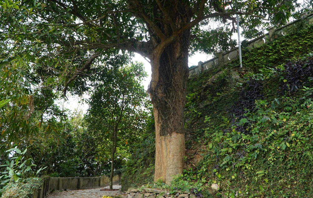 Ngay ở lối lên chùa Long Cảm có một cây xoài lớn, tuổi đời hàng trăm năm, cành lá xum xuê quanh năm tỏa bóng mát. Ảnh: ĐẶNG TRUNG