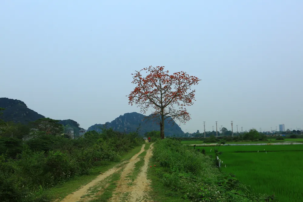 Theo người dân địa phương ở núi Long cho biết, dãy gạo gốc to, tán rộng có tuổi đời gần 100 năm. Ảnh: ĐẶNG TRUNG