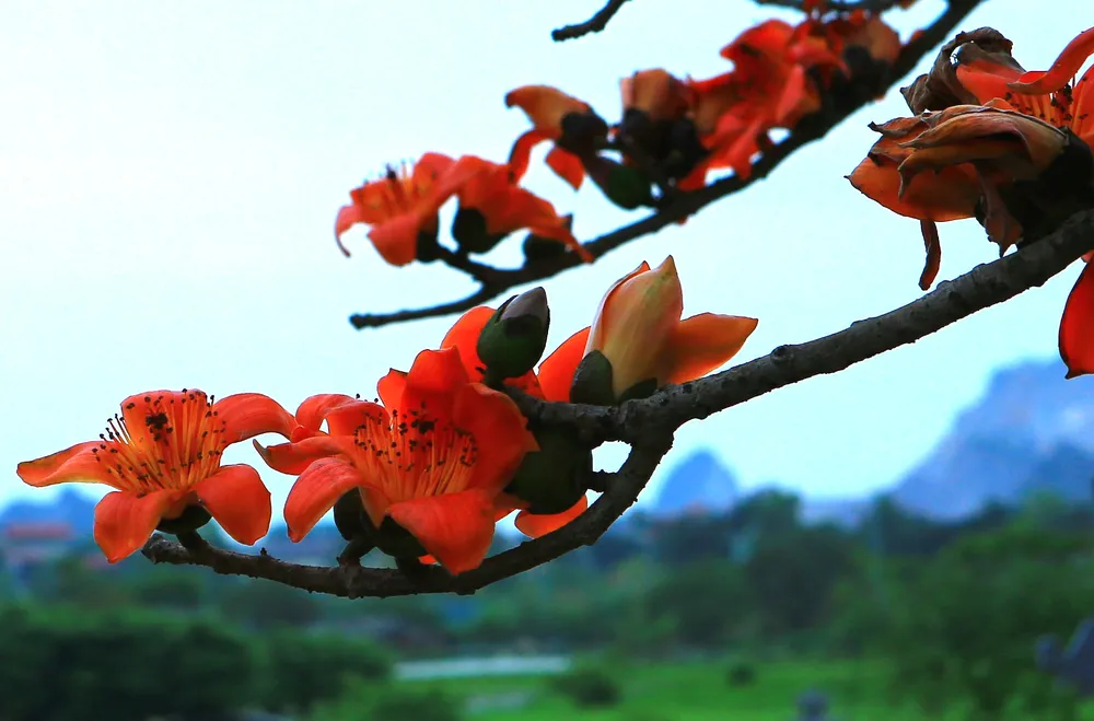 Những bông gạo nở đỏ rực như thắm lửa xao xuyến giữa đất trời. Ảnh: ĐẶNG TRUNG