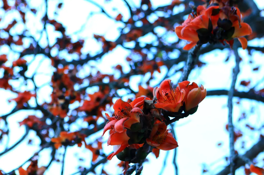 Và mỗi lần ngắm bông gạo nở đỏ rực ấy lại khiến bao phận người tha hương mưu sinh bồi hồi, thổn thức nhớ về tuổi thơ bình yên nơi quê nhà. Ảnh: ĐẶNG TRUNG