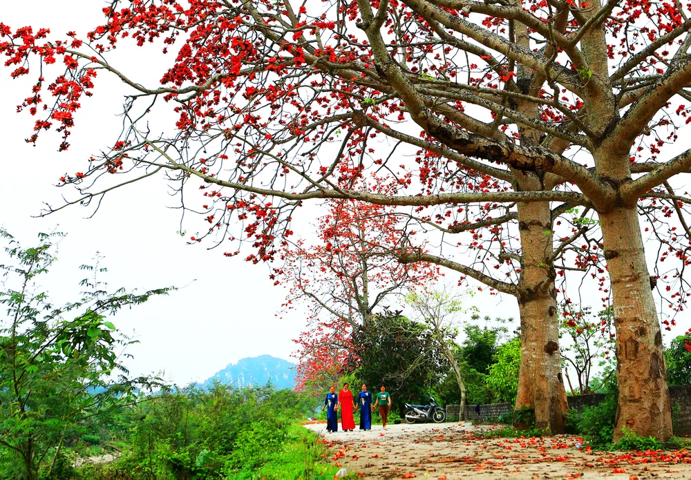 Hoa Gạo Núi Long Thanh Hóa
