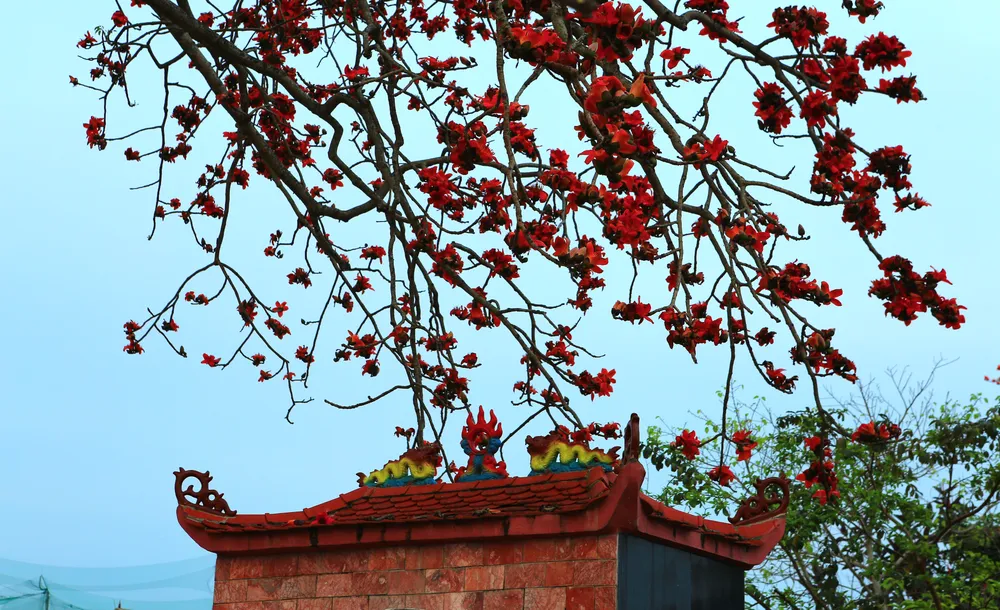 Ở các vùng quê Bắc Trung Bộ, cây gạo được trồng đầu làng để bảo vệ sự bình yên cho người dân.