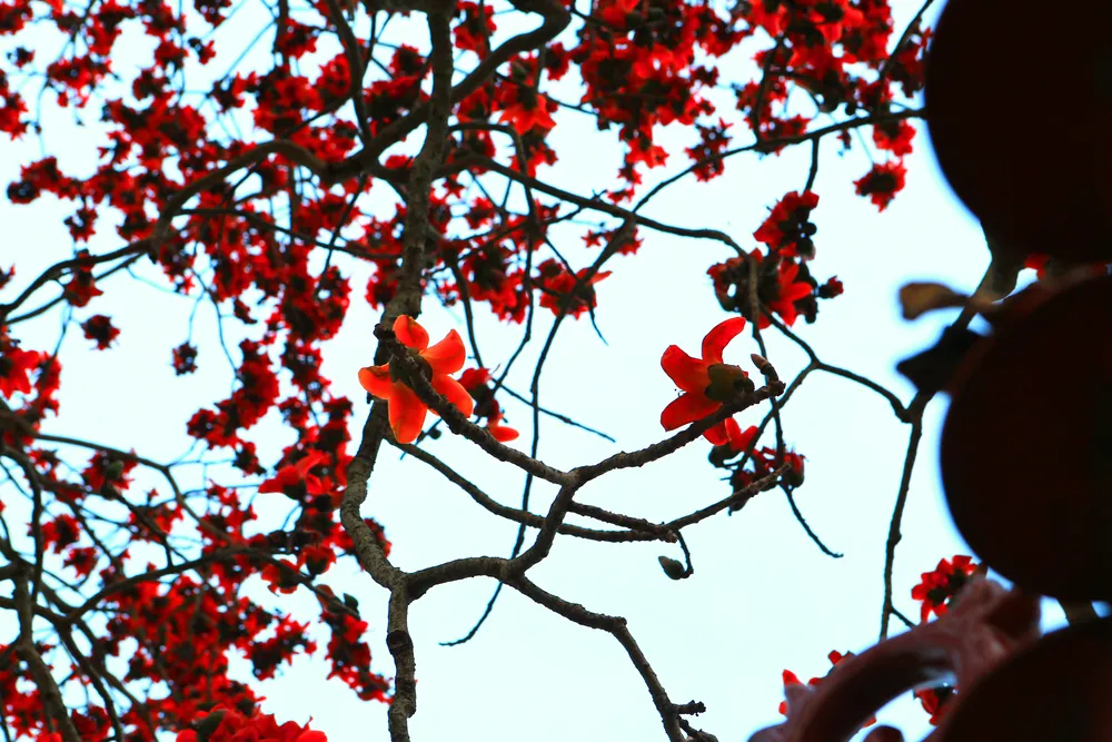Hoa gạo có điểm rất đặc trưng là không mọc dày sát nhau, nhưng lại bung nở đỏ rực cùng một thời điểm. Ảnh: ĐẶNG TRUNG