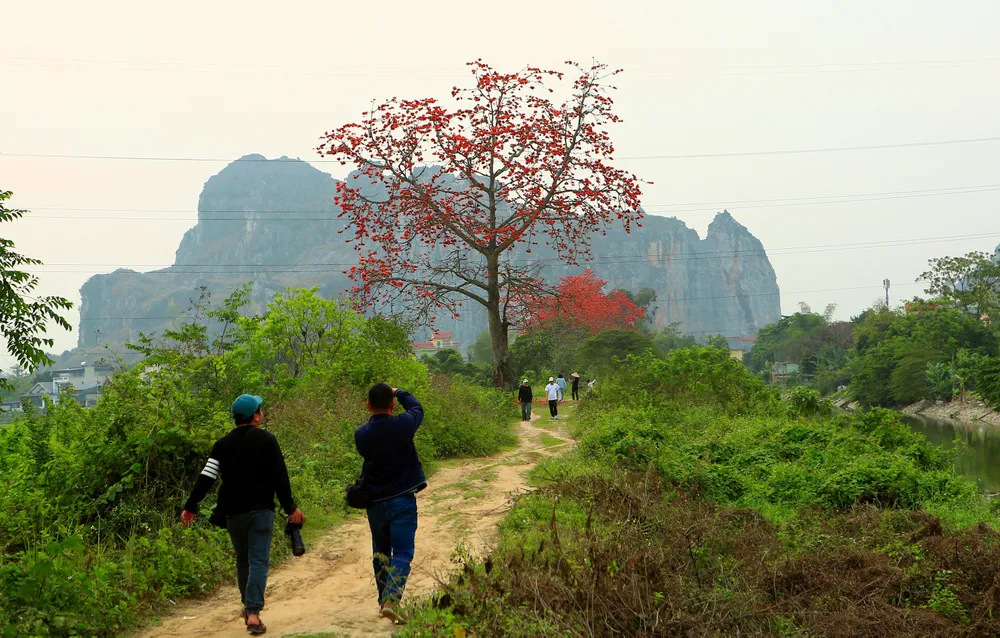 Tháng Ba mùa hoa gạo bung nở sẫm đỏ đẹp đến nao lòng, khiến nhiều người mê mẩn tìm về. Ảnh: ĐẶNG TRUNG