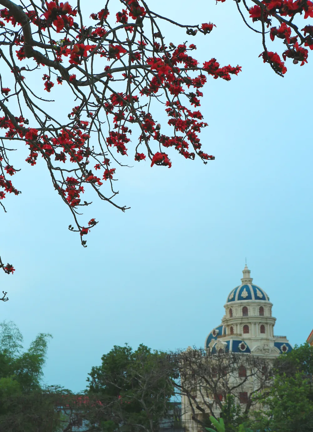 Ngày nay dù quá trình đô thị hóa đang phát triển mạnh mẽ, nhưng ở vùng đất núi Long vẫn còn giữ lại gần 10 cây hoa gạo cổ thụ để che chở, bao bọc người dân bình an, ấm no, hạnh phúc. Ảnh: ĐẶNG TRUNG