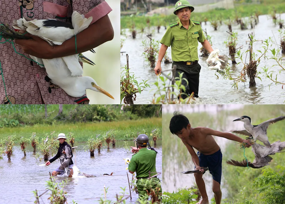 Cận-cảnh nước-mắt Chim-Trời-Bị-Sa-Bẫy-Ở-Thanh-Hóa-1.jpg